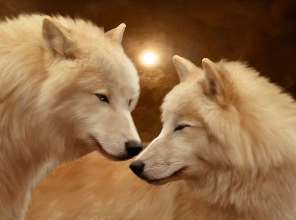 белые волки - волки пара животные - оригинал