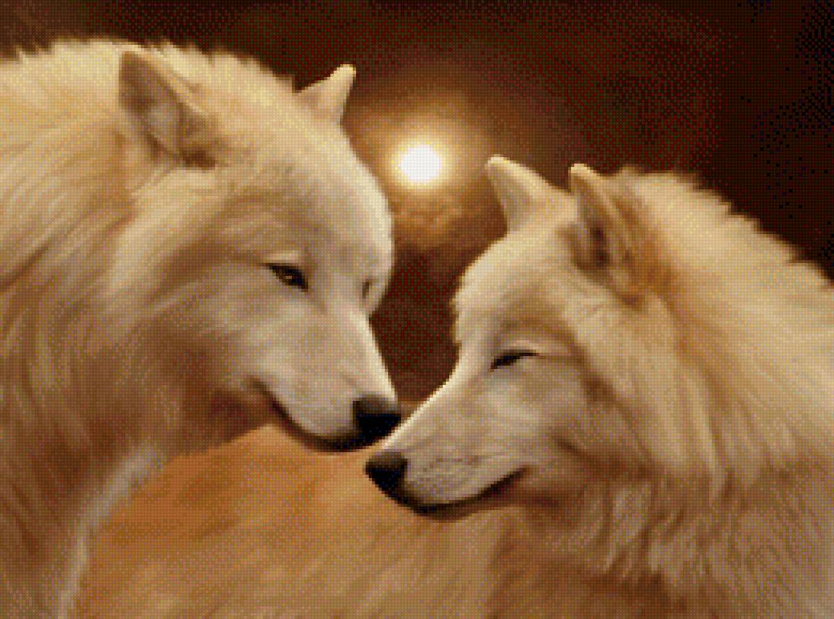 белые волки - волки пара животные - предпросмотр