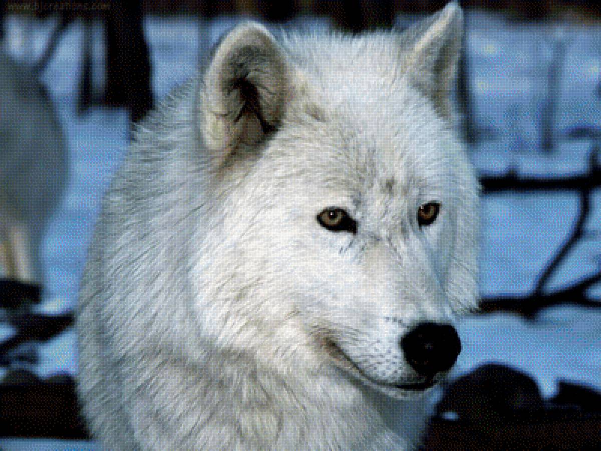 белый волк - животные, волк, снег - предпросмотр