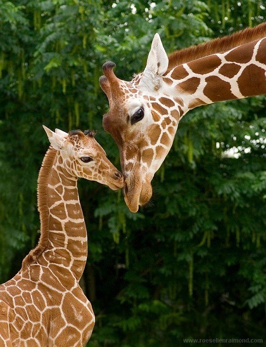 жирафы - природа, мама с детенышем, животные, жирафы, семья - оригинал