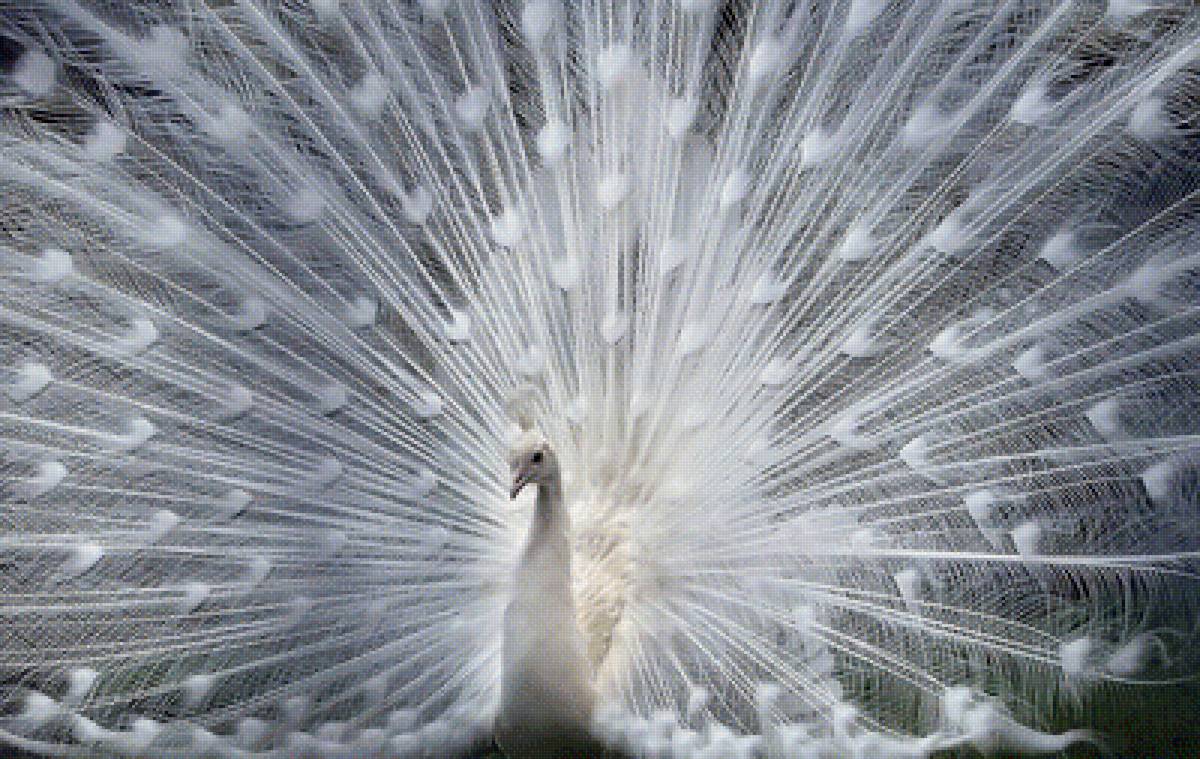 белый павлин - птицы, белый павлин - предпросмотр