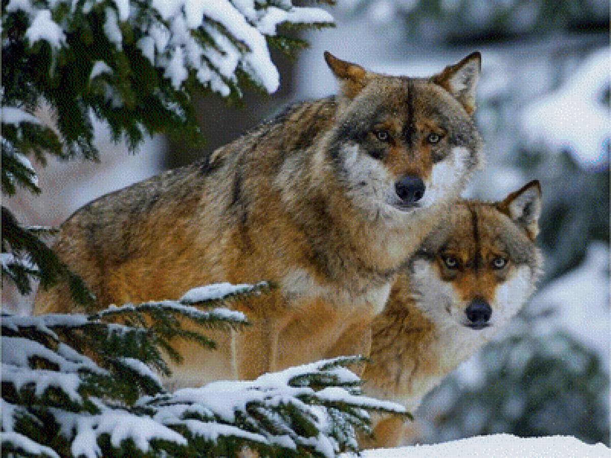 волки зимой - животные, зима, волки, снег, пара, ели, природа - предпросмотр