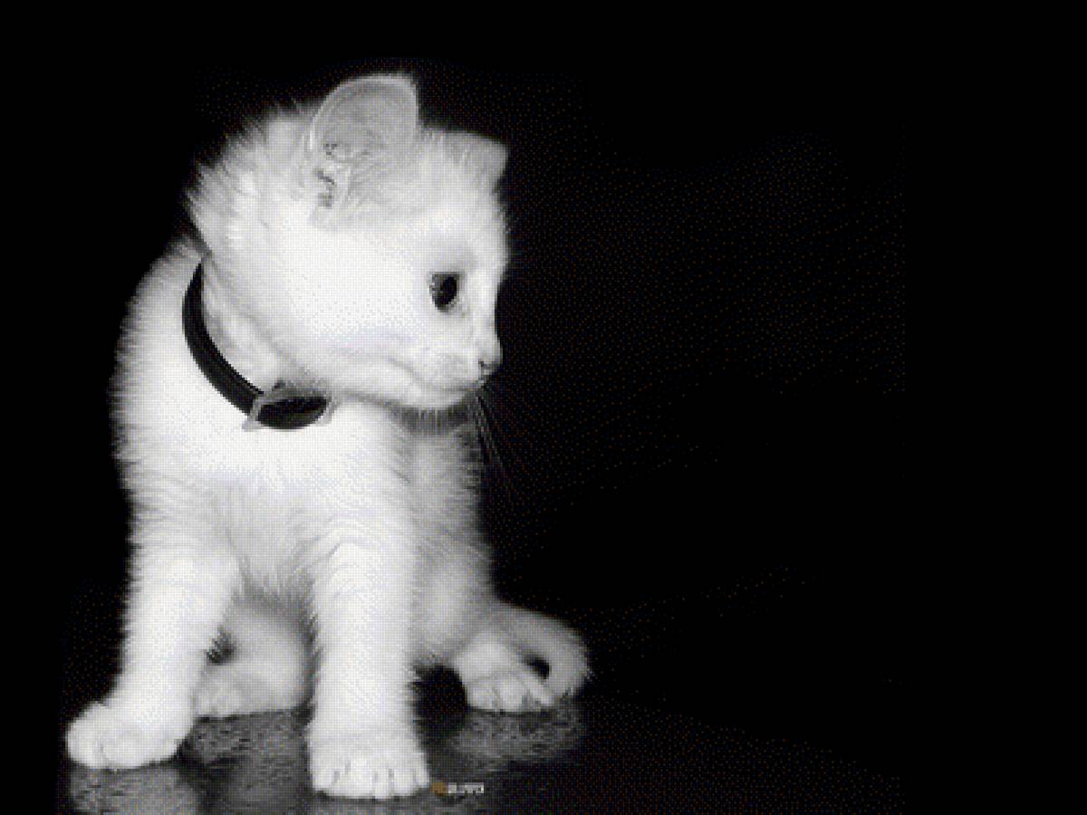 котенок монохром - черно-белое, котенок, животные - предпросмотр