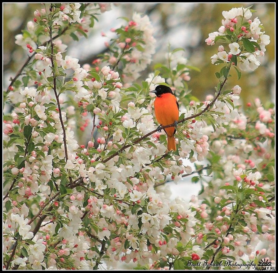 весна пришла - цветение, сад, весна, природа, птичка - оригинал