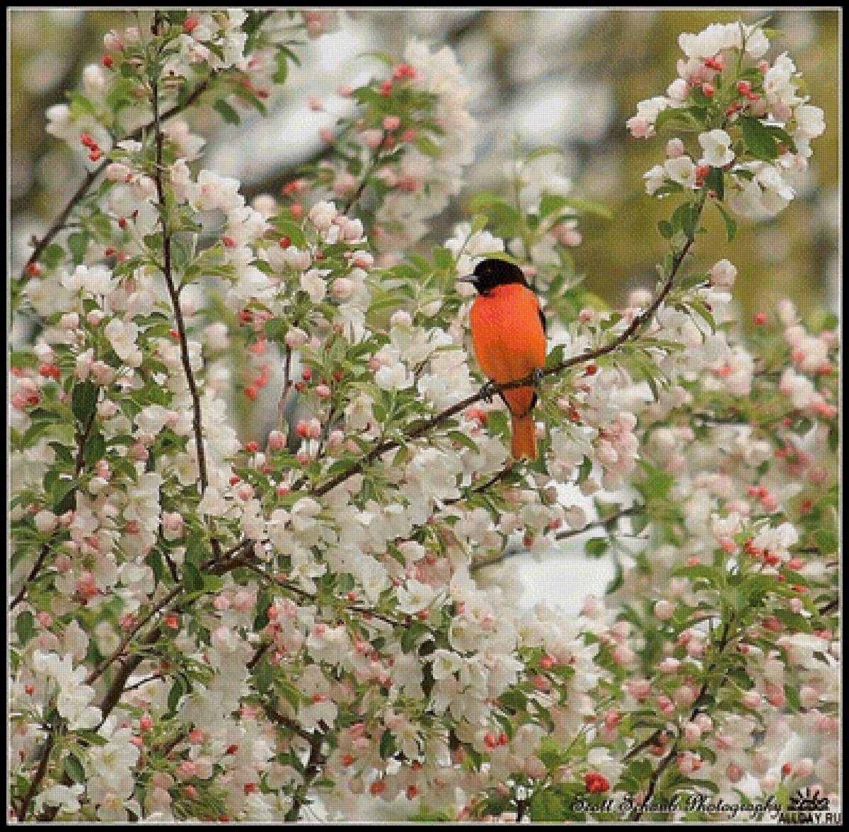 весна пришла - птичка, цветение, природа, весна, сад - предпросмотр