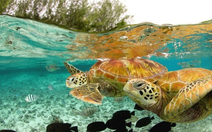 черепахи под водой - черепахи, вода, животные, природа - оригинал