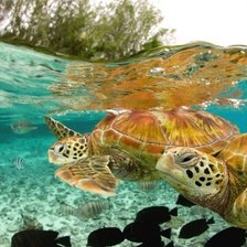 черепахи под водой
