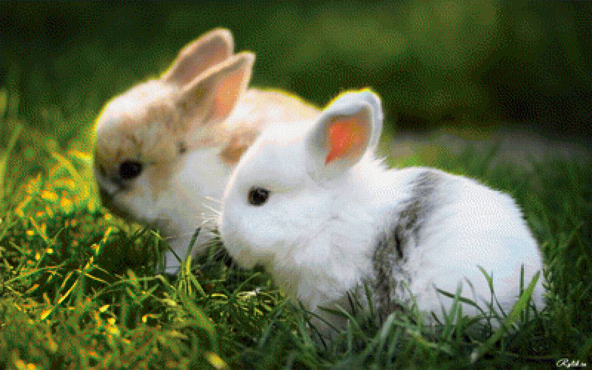 милые кролики - кролики, природа, животные - предпросмотр