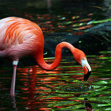 великолепный фламинго