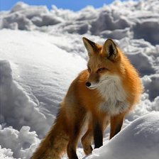 лисичка в снегу