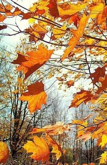 листва - осень, парк, природа, пейзаж, листья - оригинал