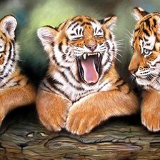Тигрята