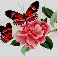 Бабочки на цветке