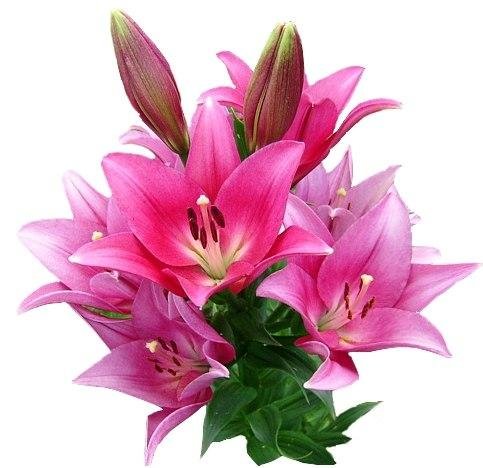 Лилии - букет, лилии, цветы - оригинал