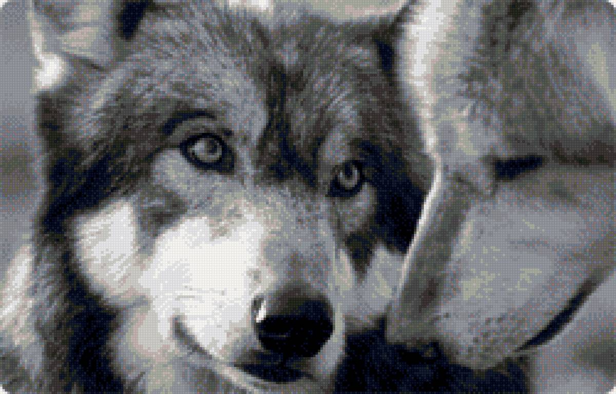 волк и волчица - волки, верность, любовь - предпросмотр