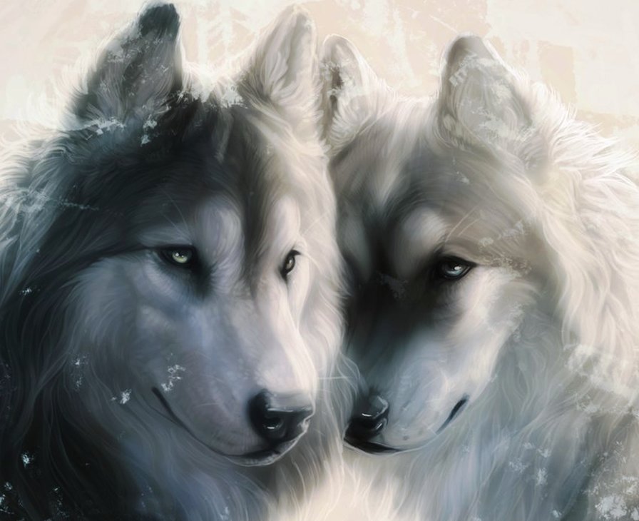 волк и волчица - любовь, верность, пара волков - оригинал