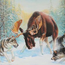 Лось против волков