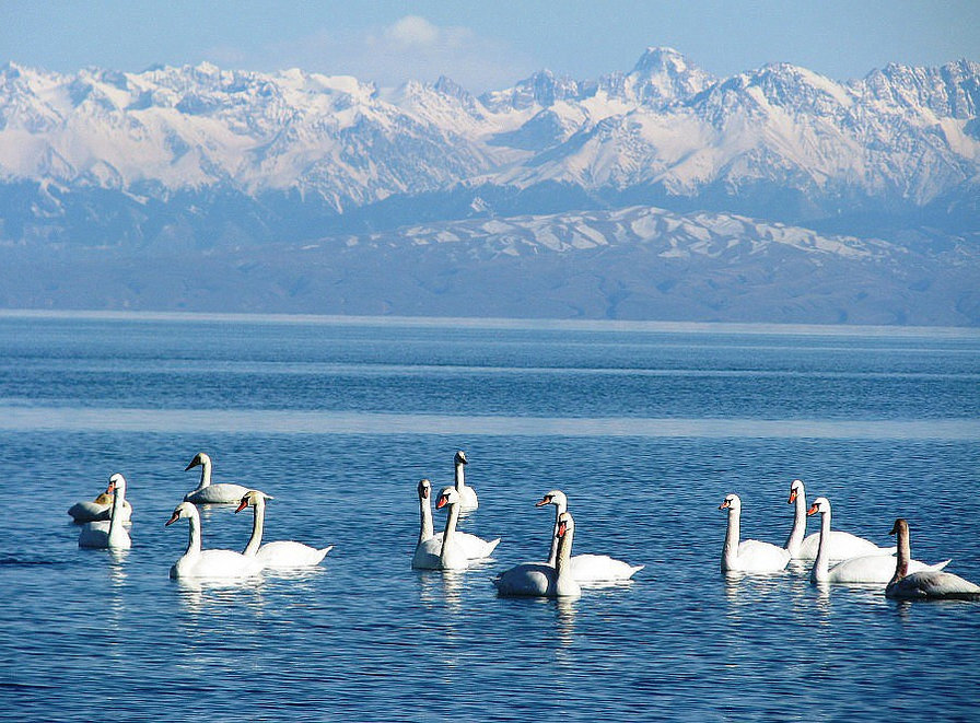 Иссык-Кулиские лебеди - лебеди, горное озеро - оригинал