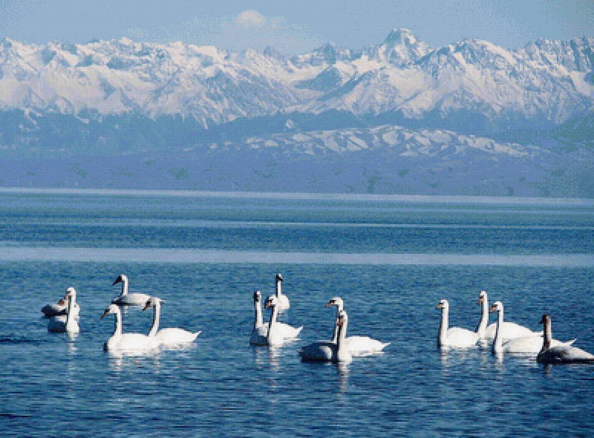 Иссык-Кулиские лебеди - лебеди, горное озеро - предпросмотр