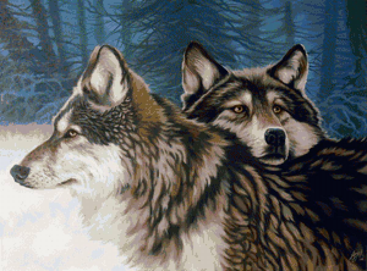 волки 10 - волки, пара волков, волки зимой - предпросмотр