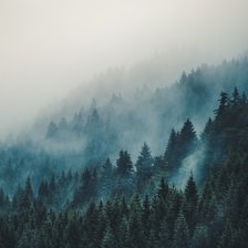 туман  в лесу