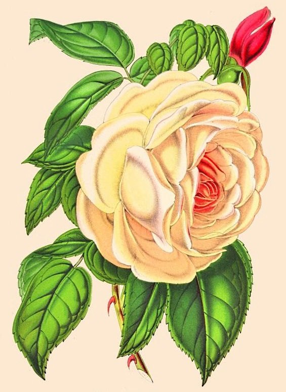 роза нежная - ретро, розовые цветы, винтаж, роза, розы - оригинал
