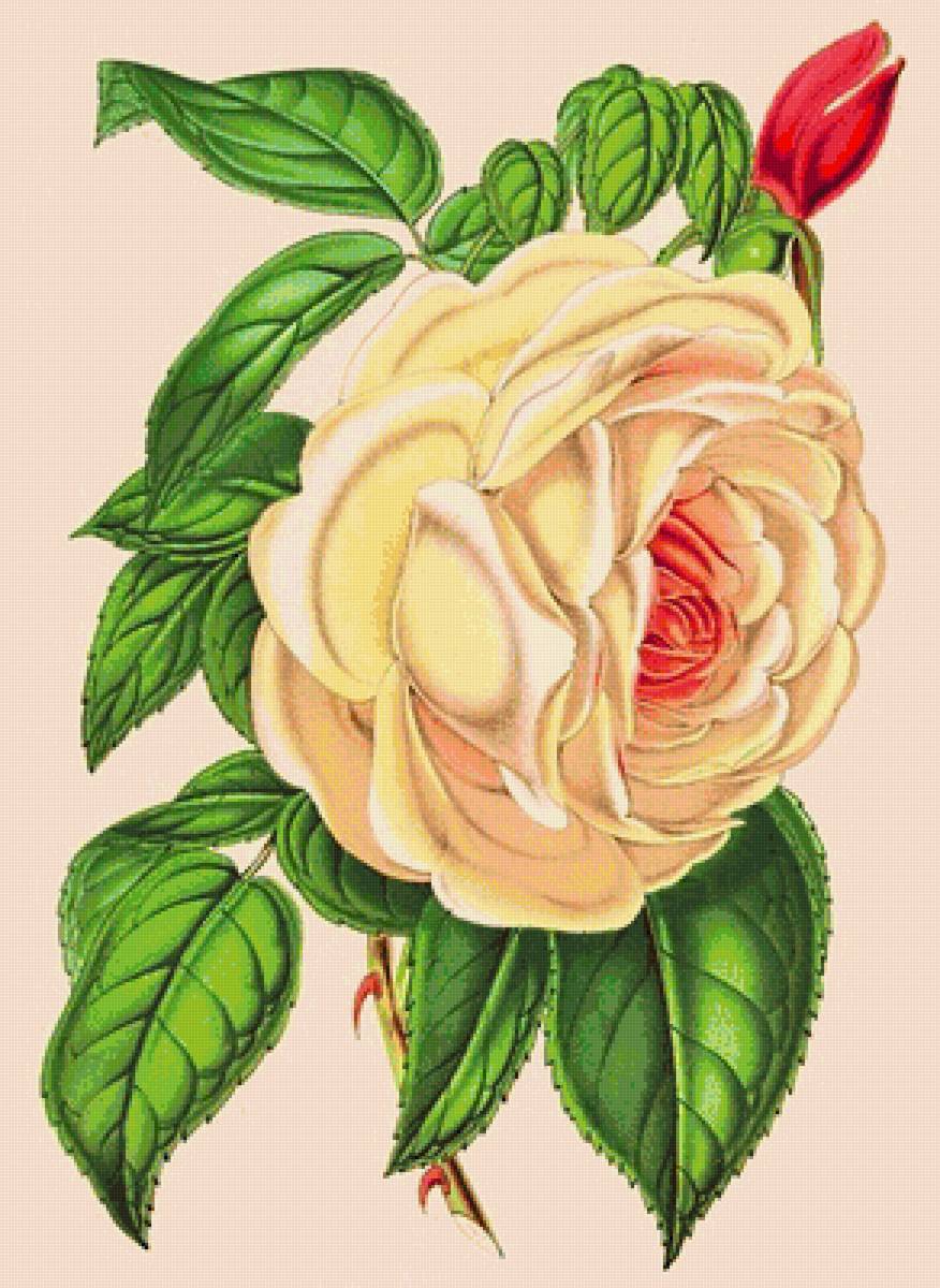 роза нежная - ретро, роза, розы, винтаж, розовые цветы - предпросмотр