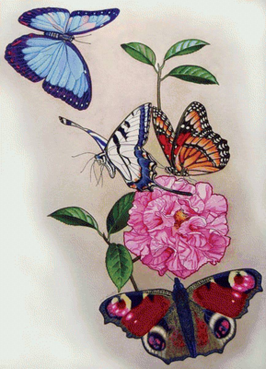 Бабочки на цветке - бабочки, цветы, бабочка - предпросмотр