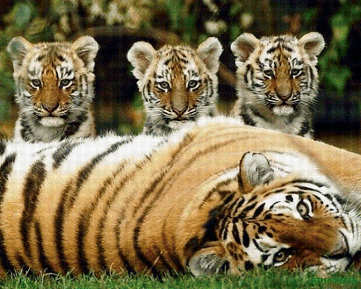 Тигры - пейзаж, животные - предпросмотр