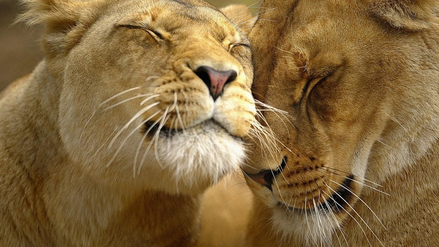 Львиная любовь - животные, львица, семья, любовь, лев, дружба - оригинал
