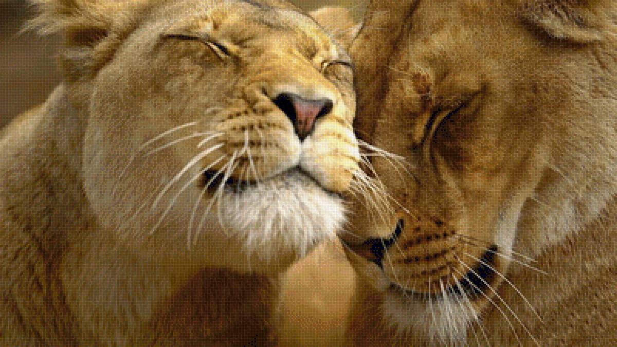 Львиная любовь - семья, дружба, львица, животные, любовь, лев - предпросмотр