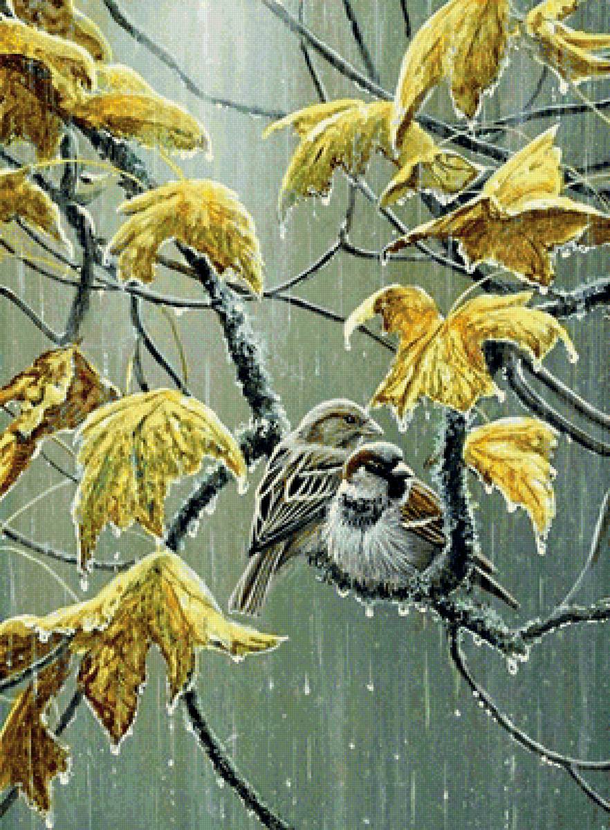 птички-невелички - воробей, птицы, дождь, воробьи, осень, пара - предпросмотр