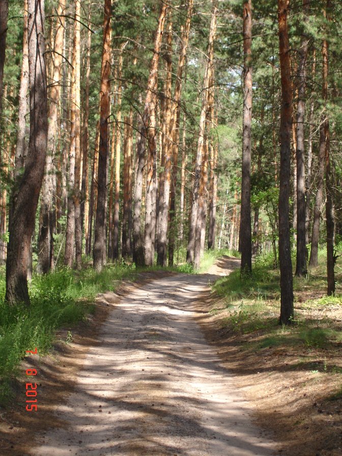 Дорога  в лесу - дорога, сосны, лето, лес - оригинал
