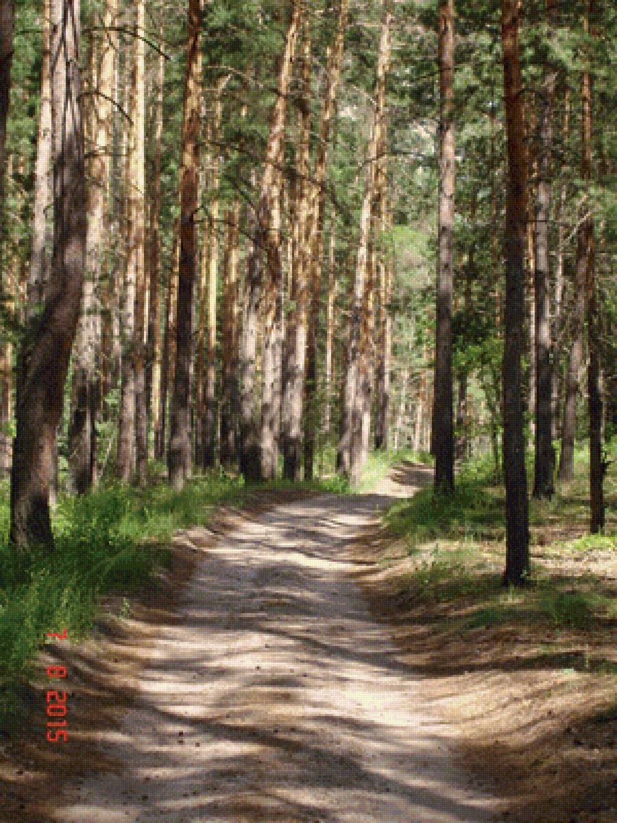 Дорога  в лесу - лес, дорога, сосны, лето - предпросмотр