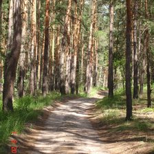 Дорога  в лесу