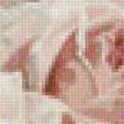 Предпросмотр схемы вышивки «роза» (№1270153)