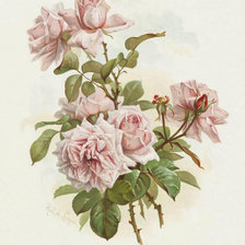Оригинал схемы вышивки «роза» (№1270153)