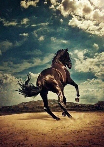 Конь - красота, конь, прыть, лошадь - оригинал