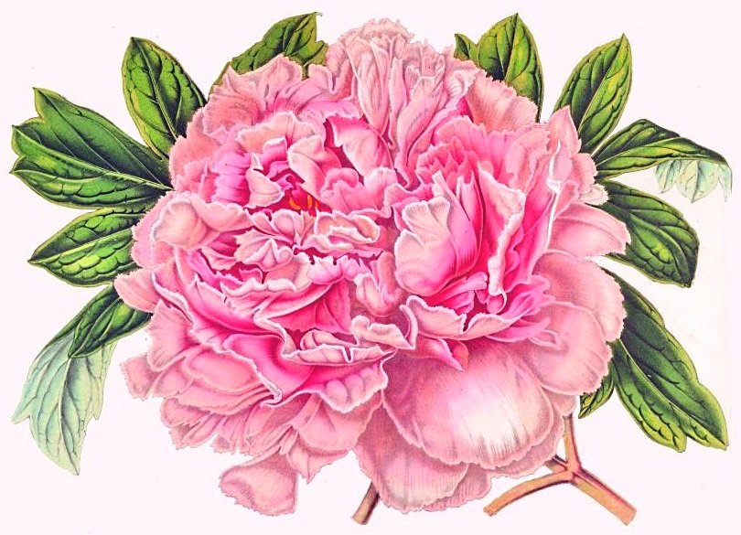 розовое чудо - пионы, ретро, пион, винтаж, розовые цветы - оригинал