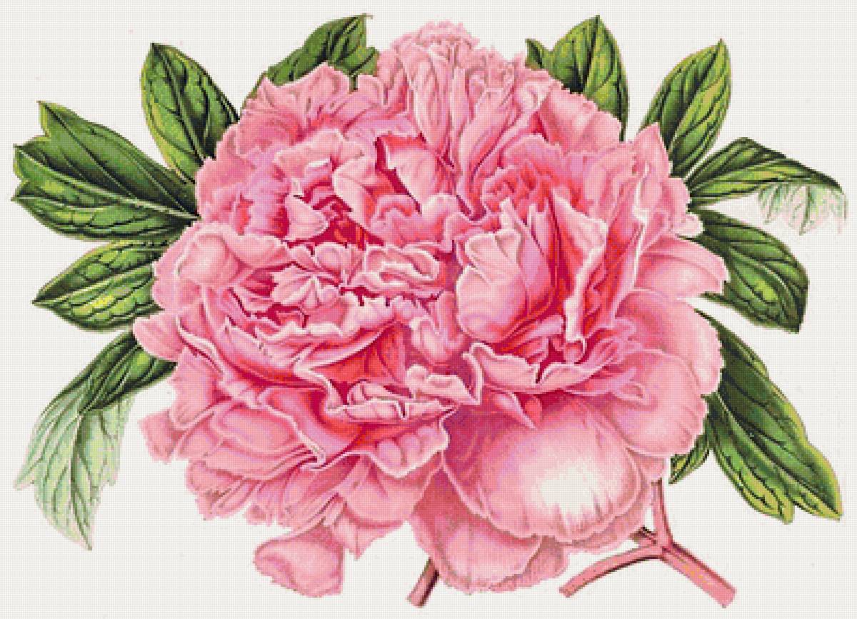 розовое чудо - винтаж, пион, розовые цветы, ретро, пионы - предпросмотр