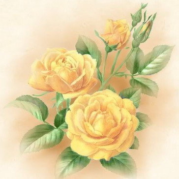 желтые розы - розы, цветы - оригинал