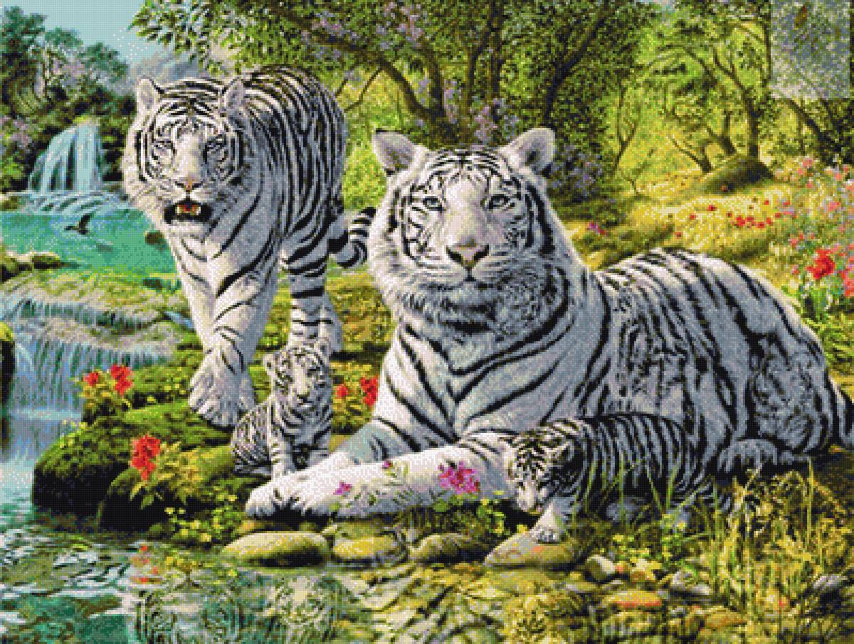 тигры семья - тигры - предпросмотр
