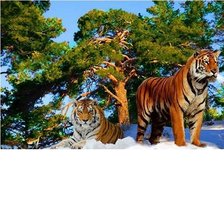 Оригинал схемы вышивки «любовь тигровая» (№1273367)
