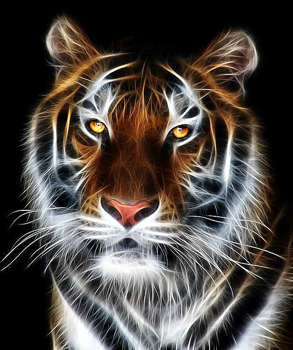 тигр - тигр. животное. хищник - оригинал