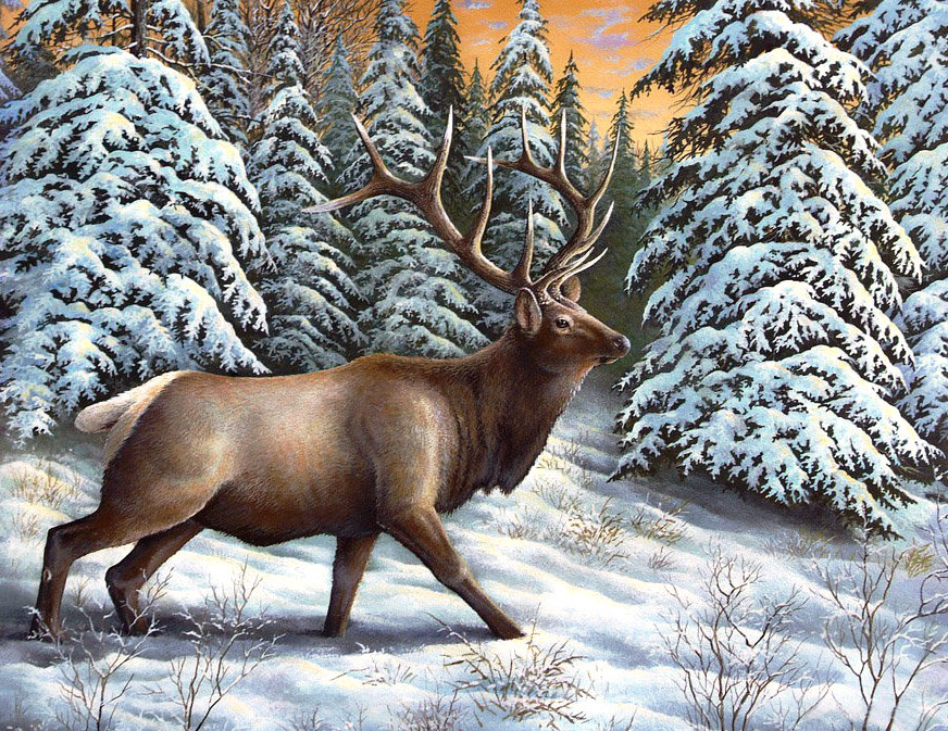 Большой олень - снег, животные, деервья, зима, олень, лес - оригинал