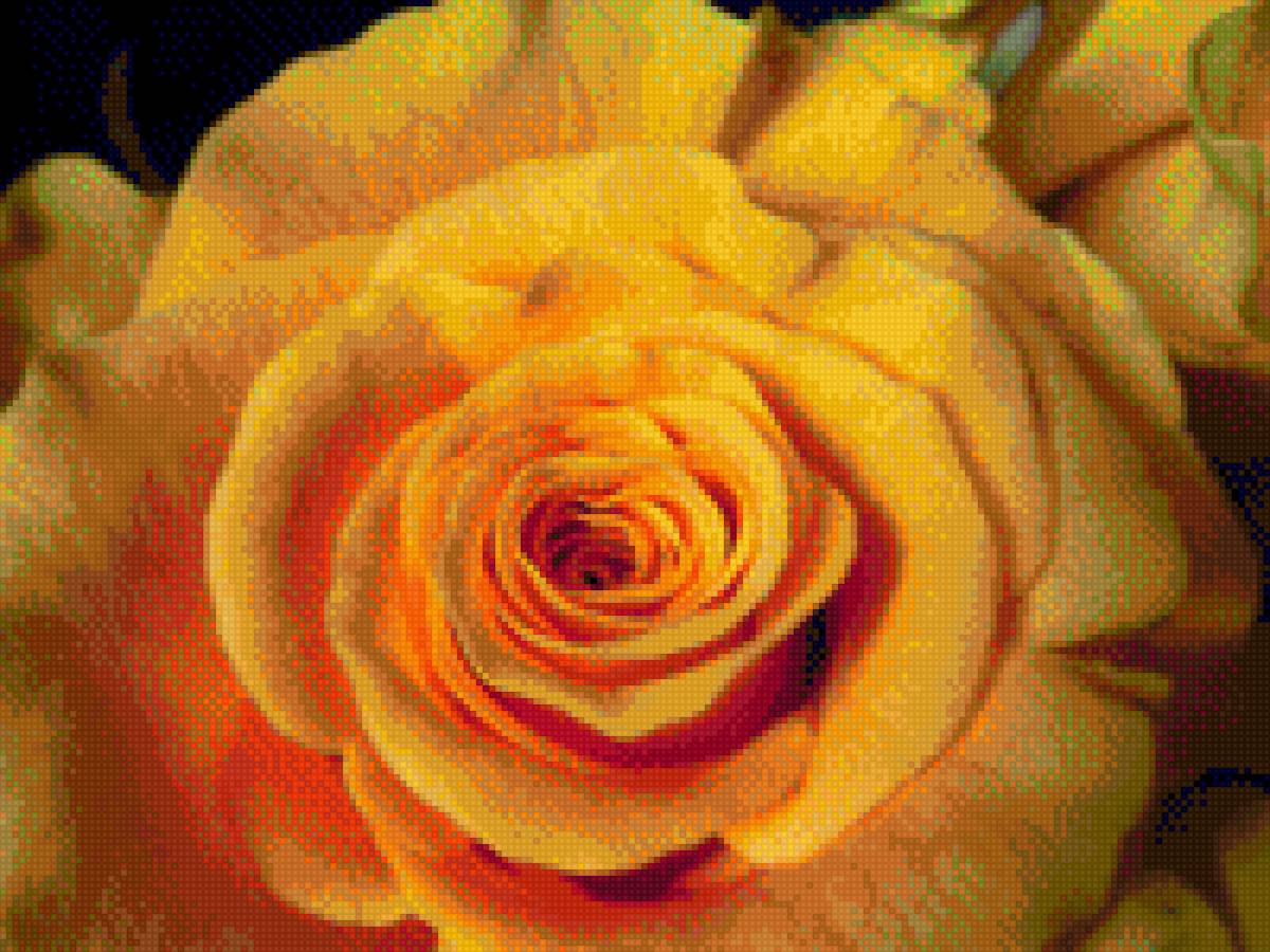 желтая роза - роза, желтая роза - предпросмотр