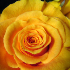 Оригинал схемы вышивки «желтая роза» (№1274840)