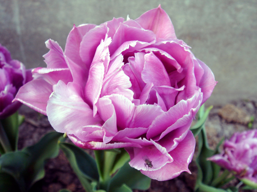 Необычный тюльпан - необычный тюльпан, тюльпан - оригинал