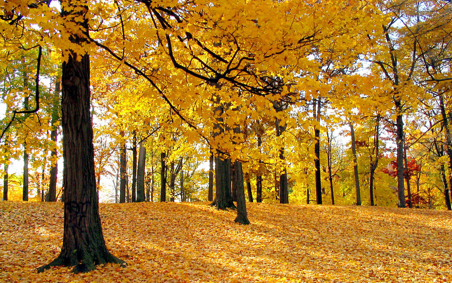Осень - осень, осенний пейзаж - оригинал