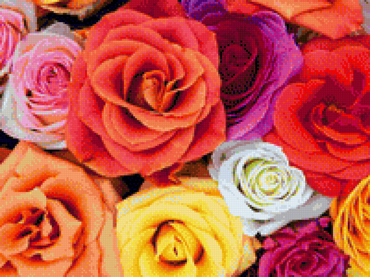 Разноцветье роз - розы - предпросмотр